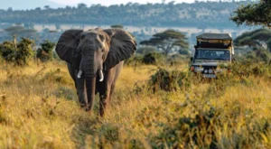 Elephant walking near safari jeep during African safari in Tanzania