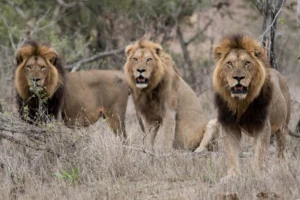 Male lions resting in Serengeti National Park during safari tour