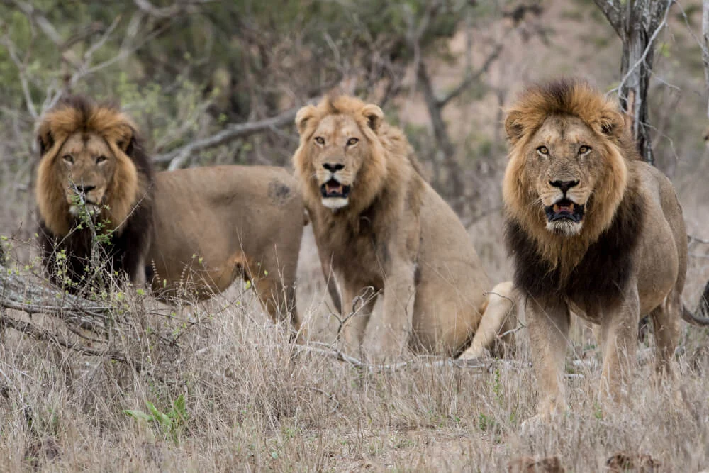 Male lions resting in Serengeti National Park during safari tour