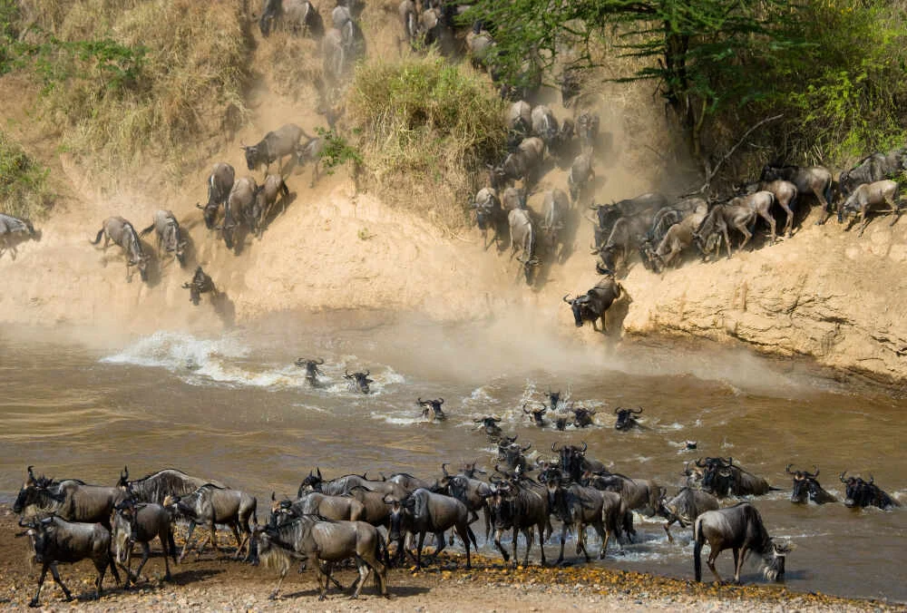 Wildebeest crossing Mara River during the Great Migration in Serengeti National Park